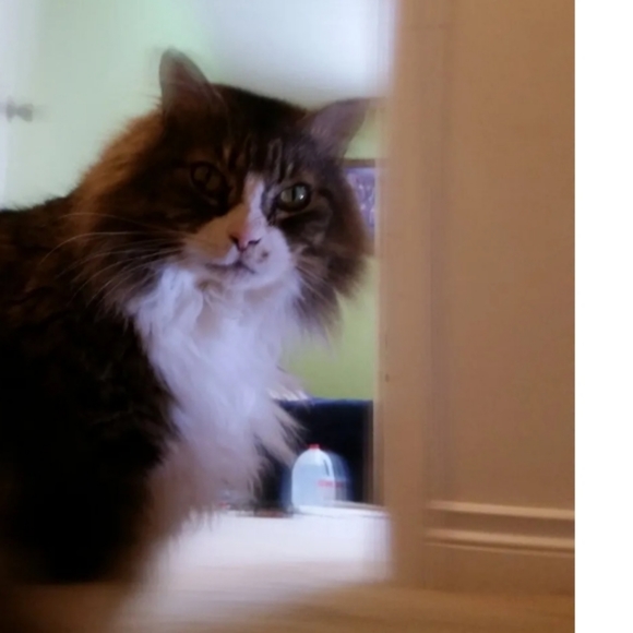 Mobile phone photography lens - Picture 5 of 6